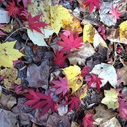 suelo de coloridas hojas de otoño