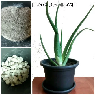 Cmo reproducir aloe vera o sabila por esquejes? - Huerto Guerrilla, un  hueco un huerto