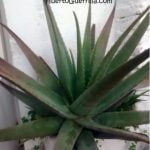 ¿Cómo reproducir aloe vera o sabila por esquejes?