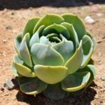¿Qué es la Xerojardinería?
