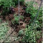 Cómo hacer acolchado de paja o mulching