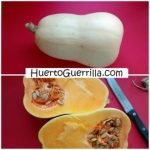 Cómo recolectar semillas de calabaza.