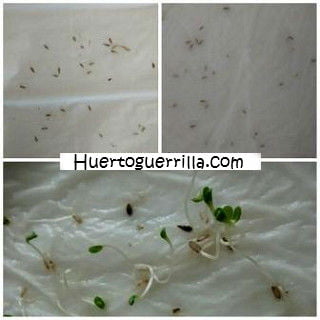 semillas de lechuga germinando