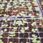 Cómo germinar semillas con éxito y hacer una prueba de germinación.