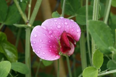 flor del guisante rosa con gotas de agua
