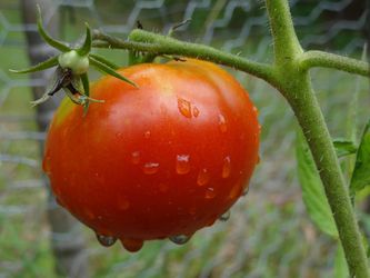 tomate maduro en la planta