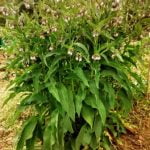 Consuelda rusa, una planta indispensable en el huerto y jardín.