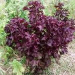 Shiso, un pedazo de Japón en tu maceta.