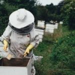 SOS. Salvemos a las abejas