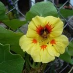 flor de capuchina amarilla