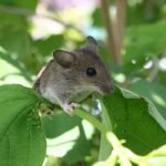 ¿Cómo ahuyentar ratones de campo? 10 métodos