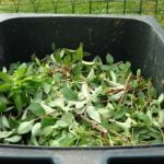 Tipos de compost. Su proceso.