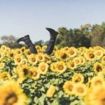 El girasol, el gigante del huerto.