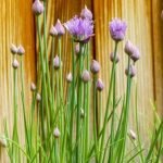 ¿Cuándo y cómo cosechar  plantas aromáticas?