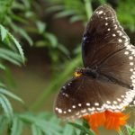 Menos insectos, más problemas.