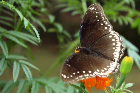 mariposa en una planta de tajete