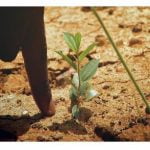 Ecosia, el buscador más sostenible.