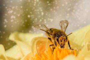 abeja cogiendo polen de una flor amarilla