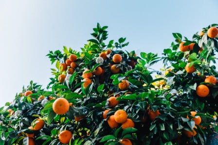 mandarinas en el árbol