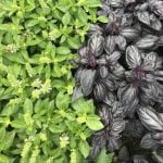 Albahaca, cuidados y aroma para tu huerto.