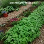 Hacer un huerto. Su planificación.