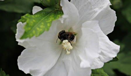 abeja con polen blanco en su cuerpo.
