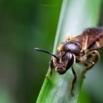 Abejas en peligro de extinción.
