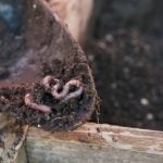 Humus de lombriz, propiedades y usos.