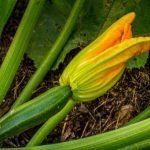 Planta calabacín y disfruta del verano.