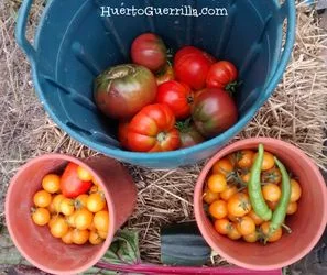 comer tomates de diferentes tamaños y colores