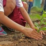 ¿Por qué plantar un árbol?