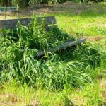 Eliminar malas hierbas del huerto.