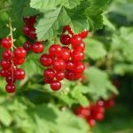 ¿Cómo hacer esquejes de groselleros?