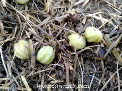 semillas de capuchina perfectas para ser recolectadas.