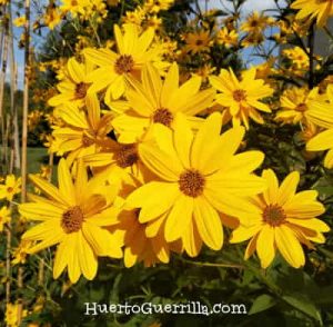 Tupinambo, la planta que quería ser 3 plantas.